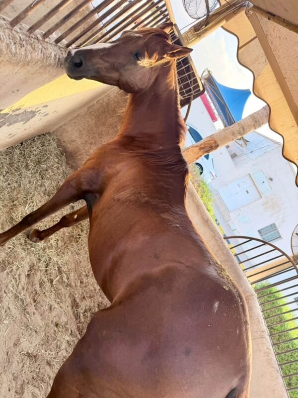 WhatsApp Image 2025-12-26 at 11.18.37 PM (3)